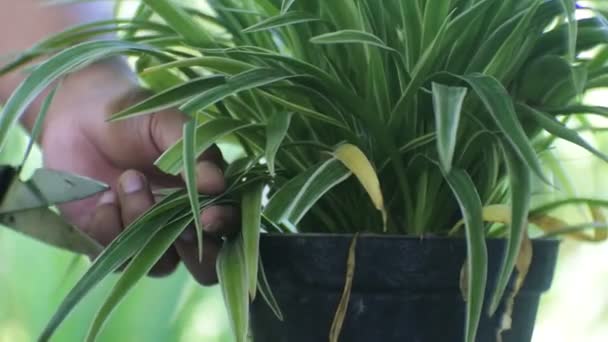 Homem Asiático Aparando Folhas Bela Planta Crescendo Vaso Com Tesoura — Vídeo de Stock