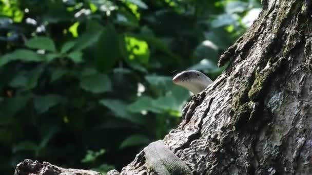 Lucertola Che Sbircia Dietro Albero Carino Piccola Lucertola Squamata Seduto — Video Stock