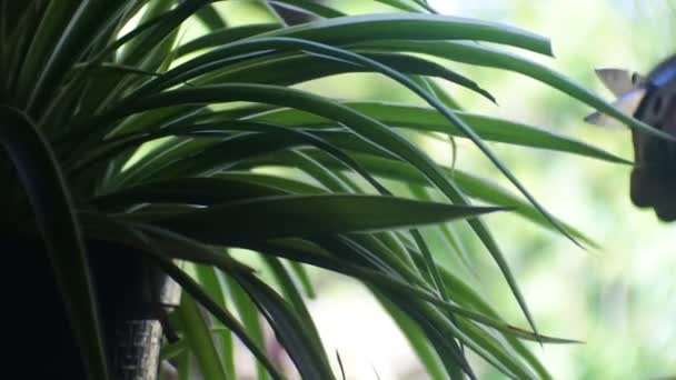 亚洲男人用剪刀修剪盆栽在美丽植物上的叶子 在一个阳光明媚的早晨 感到快乐 清爽和放松 盆栽花卉园艺概念 — 图库视频影像