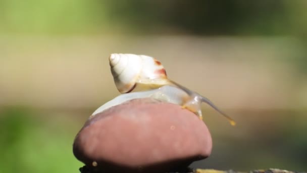 Šneci Plazící Červené Květině Záběry Šneků Přírodě Video Zavřít Gastropod — Stock video