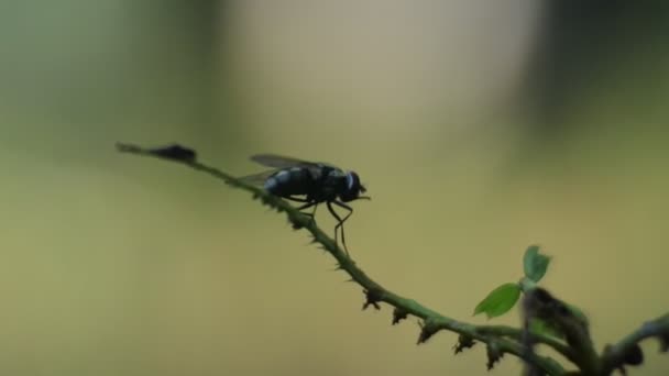 Voler Des Vidéos Les Insectes Mouches Sont Dégoûtants Pour Les — Video