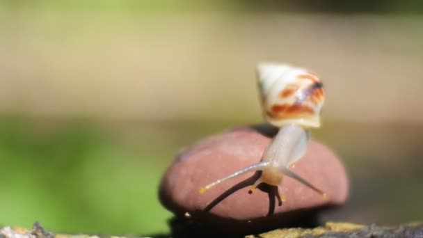 Caracol Arrastrándose Sobre Flor Roja Imágenes Caracoles Naturaleza Video Close — Vídeo de stock