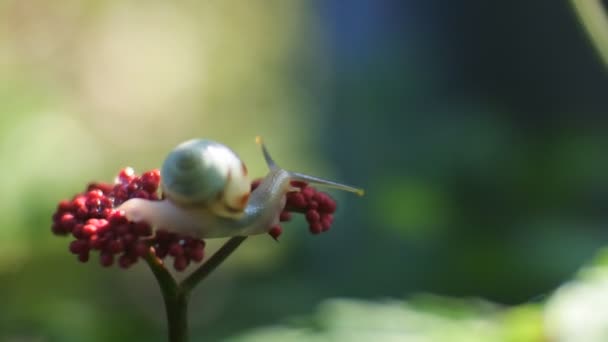 Escargot Rampant Sur Fleur Rouge Des Images Escargots Dans Nature — Video