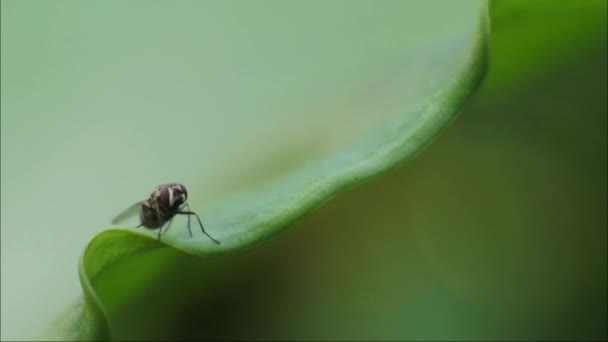 Volar Vídeos Los Insectos Mosca Son Asquerosos Para Gente Imágenes — Vídeos de Stock