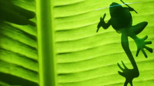 Yaprağın Üzerindeki Kurbağa Nehir Kurbağası Silueti Böcek Yiyen Kurbağalar Tatlı — Stok video