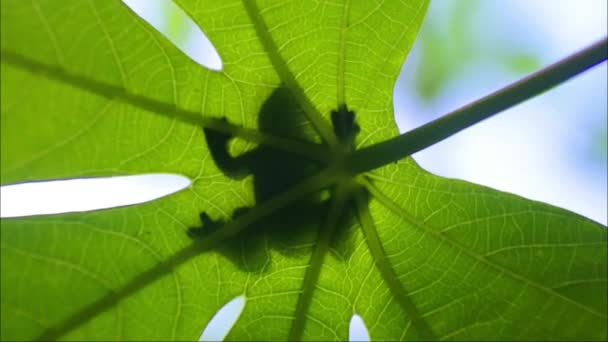 Frosch Oder Flusskröte Silhouette Auf Einem Blatt Insektenfressende Frösche Leben — Stockvideo