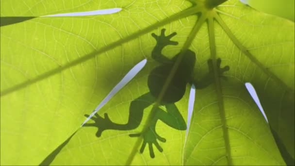 Groda Eller Flod Paddan Siluett Ett Löv Insektätande Grodor Lever — Stockvideo