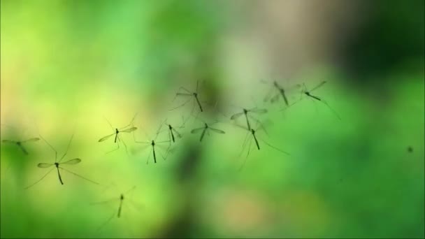 Comunidad Arañas Telas Sopladas Por Viento Cerca Grupo Arañas Mantienen — Vídeo de stock