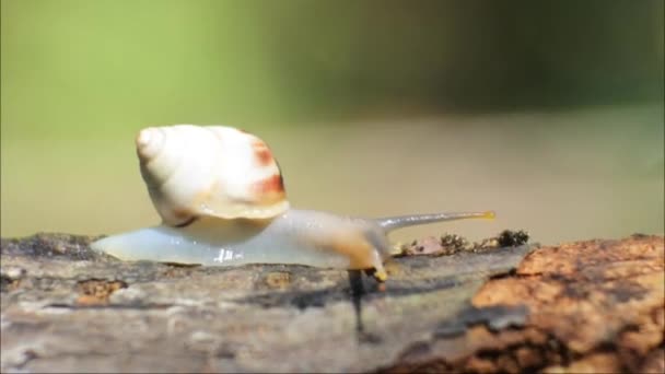Ślimak Czołgający Się Czerwonym Kwiatku Materiał Filmowy Ślimakach Naturze Wideo — Wideo stockowe
