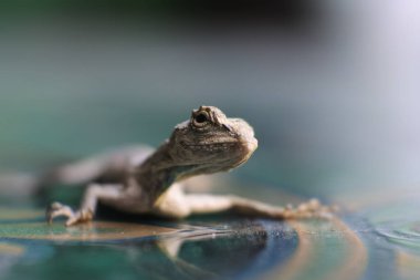 A species of lizard from the tribe. lizards on the floor. lizard on the green leaf