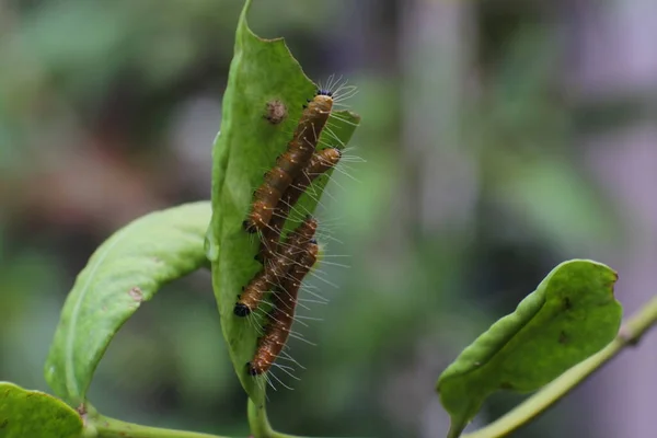 午前中に葉の上の毛虫 植物の冬虫夏草 — ストック写真