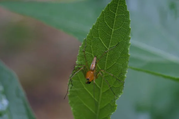 Yaprakların Üzerinde Örümcek Böceği Örümcek Böceği Şeffaf Vücut Rengi — Stok fotoğraf
