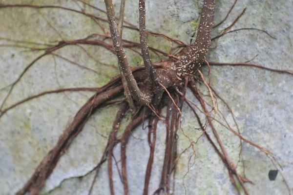 plant roots attached to the wall