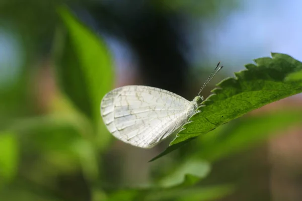 Yaprakların Üzerinde Beyaz Bir Kelebek — Stok fotoğraf