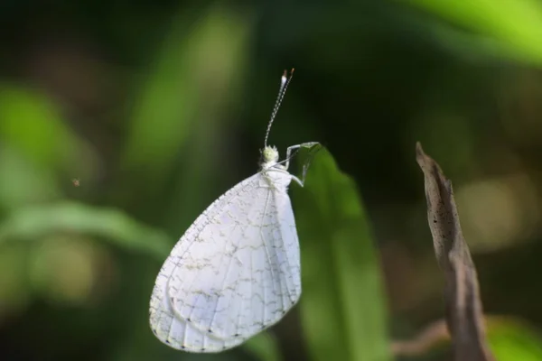 Белая Бабочка Листьях — стоковое фото