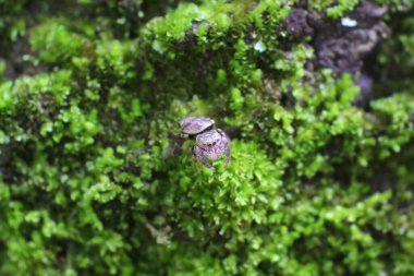 Çimlerin üzerinde gri örümcek böceği