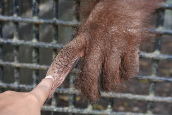 close up of human and ape hands touching as an introduction in the zoo area. concept separated by iron bars. monkey in a captivity cage.