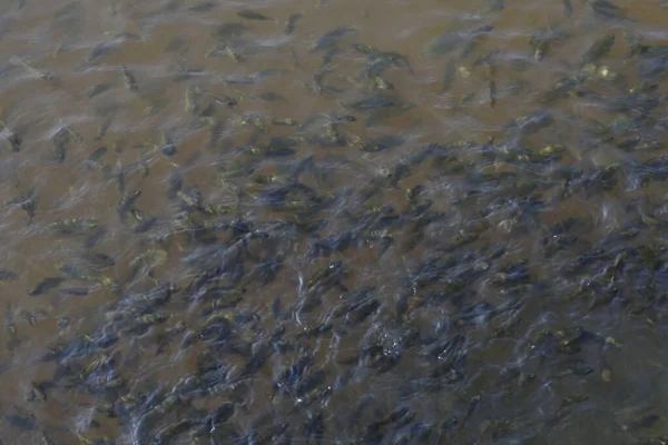 Σπόρους Ψαριού Στη Λίμνη Φυτωρίων Ψάρεμα Χιλιάδες Ψάρια Κολυμπούν Στο — Φωτογραφία Αρχείου