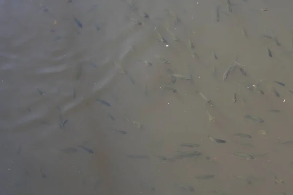 鱼籽在苗圃池塘里 捕鱼业数千条鱼在水里游泳 — 图库照片