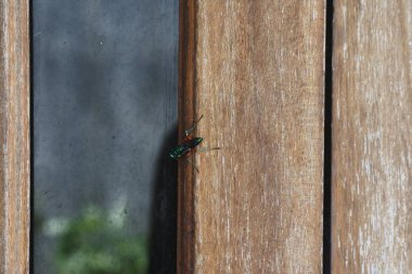 Kara sinek. Yapraklı böcek. Parlak vücutlu böcekler.