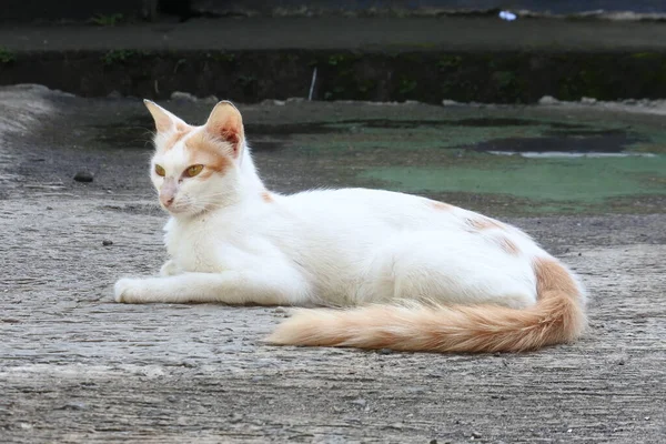 Kot Napiętej Ekspresji Białym Pomarańczowym Futrem Ulicy Kompleksu Mieszkalnego Dziki — Zdjęcie stockowe