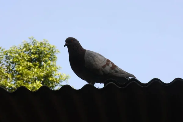 Çatıdaki Güvercin Kuşu — Stok fotoğraf