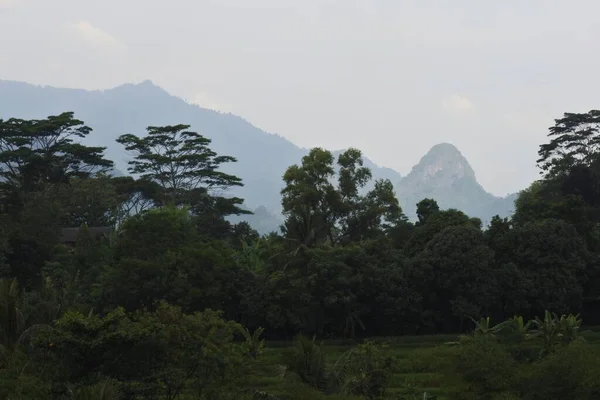 Blick Auf Reisfelder Und Hügel Natürliche Schönheit Abgelegenen Bogor Landschaftsfoto — Stockfoto