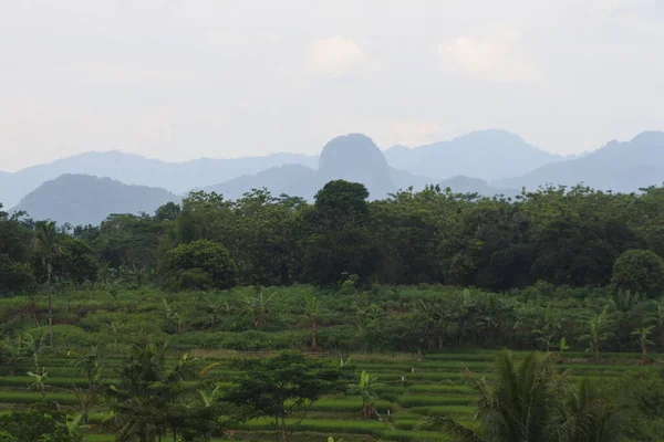 Widok Pola Ryżowe Wzgórza Naturalne Piękno Odległym Bogor Krajobraz Zdjęcie — Zdjęcie stockowe
