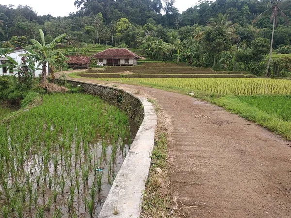 View Rural Agricultural Villages Landscape Sukabumi West Java Indonesia — Stock Fotó