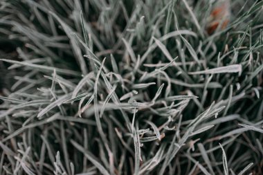 Kurumuş çimenlerin üzerinde don. İlk kış dondurmaları. Yalnızlık ve soğuk konsept