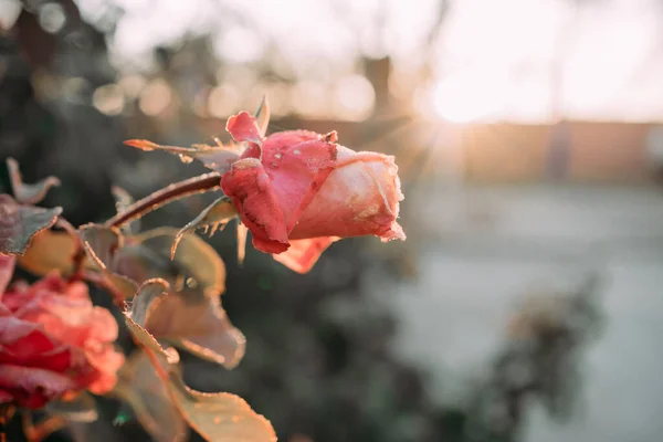 Late Autumn Rose Hoarfrost Morning Dawn Last Flowers Garden Frost — Stock Photo, Image