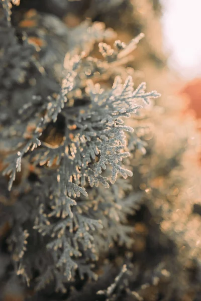 Geada Grama Seca Primeiras Geadas Inverno Solidão Conceito Frio — Fotografia de Stock