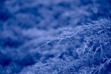 Ağaç dalları mora boyanmış. Yılın rengi pantone 2022, çok perili