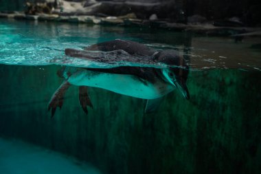 Şirin penguen mavi suyla havuzda yüzüyor.