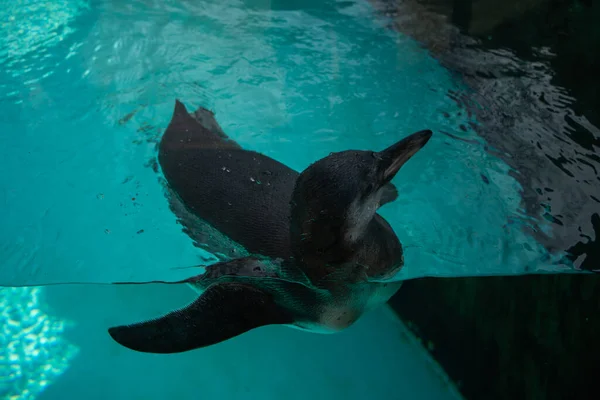 可爱的企鹅在游泳池里和蓝色的水一起游泳 — 图库照片
