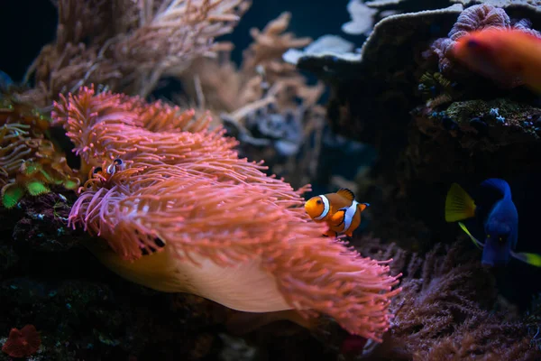 Poisson clown et autres poissons nagent dans l'aukarium au-dessus de l'anémone de mer — Photo