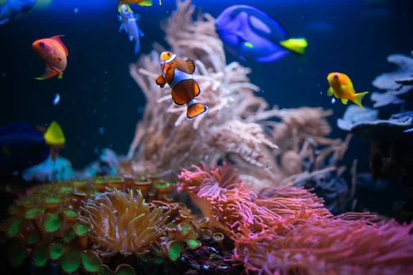 Poisson clown et autres poissons nagent dans l'aukarium au-dessus de l'anémone de mer — Photo