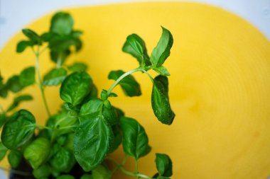 Sarı zemin üzerinde su damlaları olan taze yeşil fesleğen. Yeşillikler. Taze yemek. organik tarım