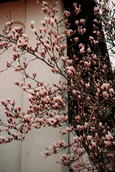 Um close-up de belas flores de Magnolia rosa em um fundo borrado — Fotografia de Stock