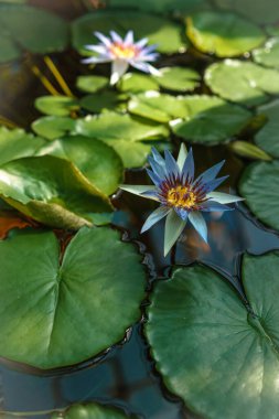 Yeşil yapraklardan oluşan bir arka planda mor nilüfer çiçeği. Yüksek kalite fotoğraf