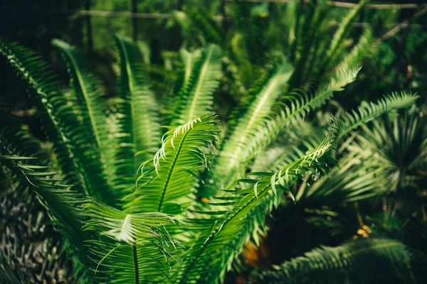 Zielone Liście Paproci Parku Piękne Światło Tapety Pulpit Mobilna Tapeta — Zdjęcie stockowe