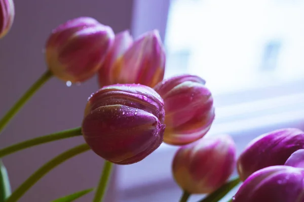 Belles Tulipes Roses Gouttes Eau Fonds Écran Pour Téléphone Photo — Photo