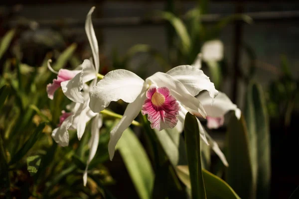 Ljusa Orkidéer Blommor Ett Växthus Högkvalitativt Foto — Stockfoto