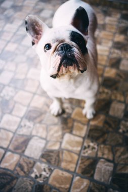 Sonbaharda parkta açık havada sevimli bir Fransız bulldog 'u. Yüksek kalite fotoğraf