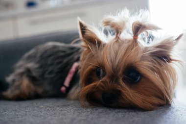 Yorkshire teriyerinin portresi. Yüksek kalite fotoğraf