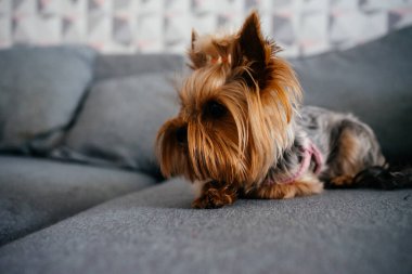 Yorkshire teriyerinin portresi. Yüksek kalite fotoğraf