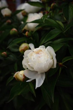 Beyaz şakayık çiçekli arka planda beyaz şakayık çiçekleri. Doğa. - Evet. Yüksek kalite fotoğraf