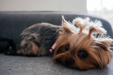 Yorkshire teriyerinin portresi. Yüksek kalite fotoğraf