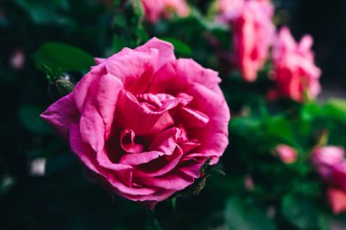 Koyu yeşil arka planda pembe bir gülü yakından çek. Yüksek kalite fotoğraf. Yüksek kalite fotoğraf
