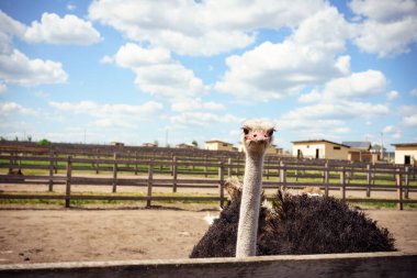 Gökyüzü arka planında Straus Emu 'nun portresi, panoramik düzen. Yüksek kalite fotoğraf